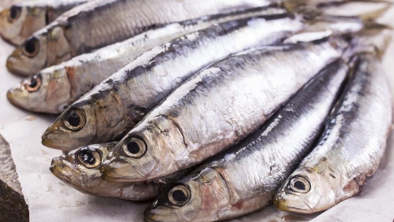Little Fish: Anchovies vs Sardines