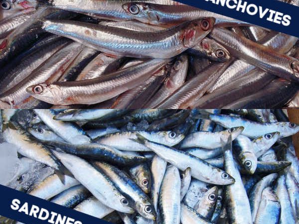 The Difference Between Anchovies vs Sardines Nutritionally