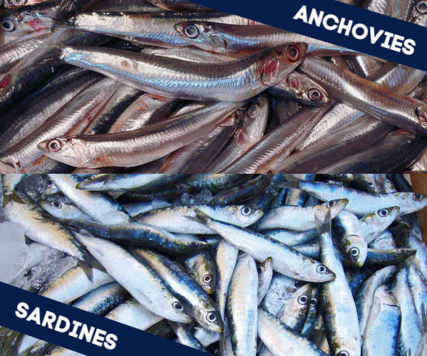 The Difference Between Anchovies vs Sardines Nutritionally