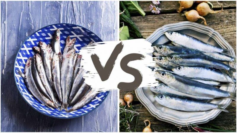 anchovies vs sardines