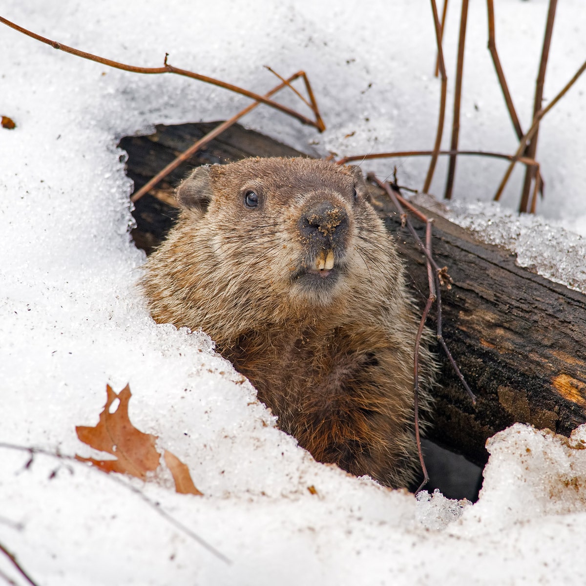 Groundhog Day – February 2, 2022